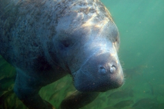 Adult Manatee