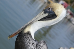 Pelican