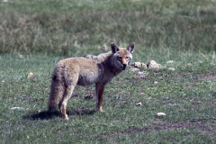 Coyote