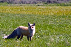 Fox