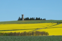 Tower in a field of Saffrin